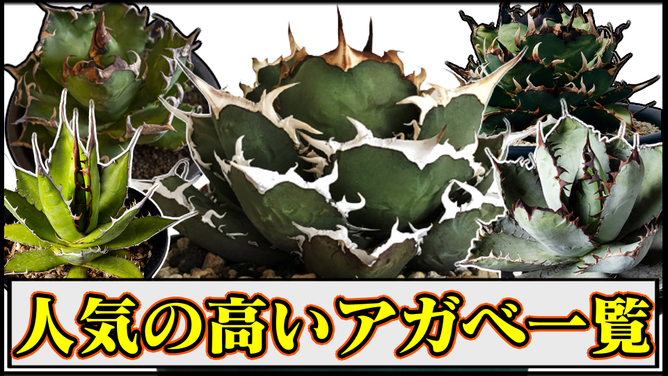 【アガベ】チタノタブルーの育て方や増やし方|水やり・適正気温・種まき【リュウゼツラン・観葉植物・多肉植物】