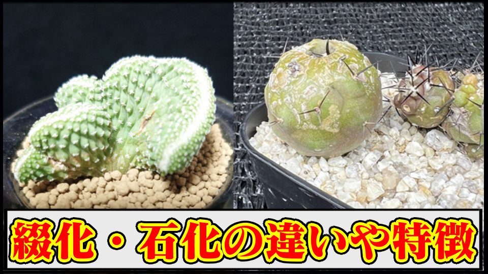 サボテン 菊水 綴化 希少 モンスト サボテン 菊水 綴化 希少 モンスト