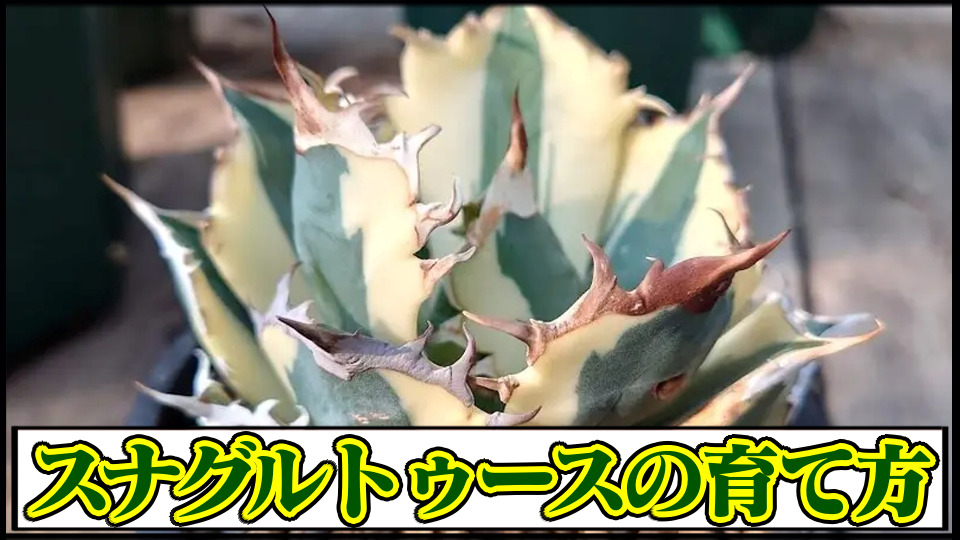 927【上澳園芸】アガベ チタノタ スナグルトゥース暴牙 そこなっ