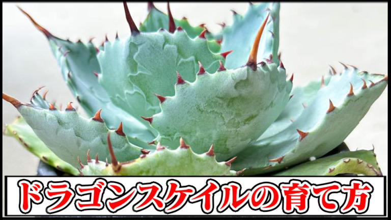 【アガベ】ドラゴンスケイル竜鱗 