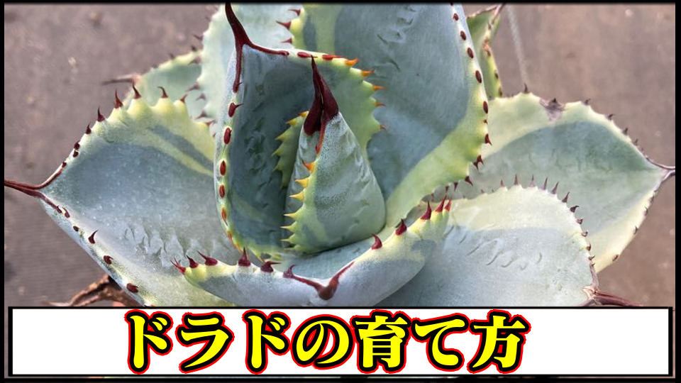 アガベ レア ドラゴントゥース ドラド 中斑 外せる