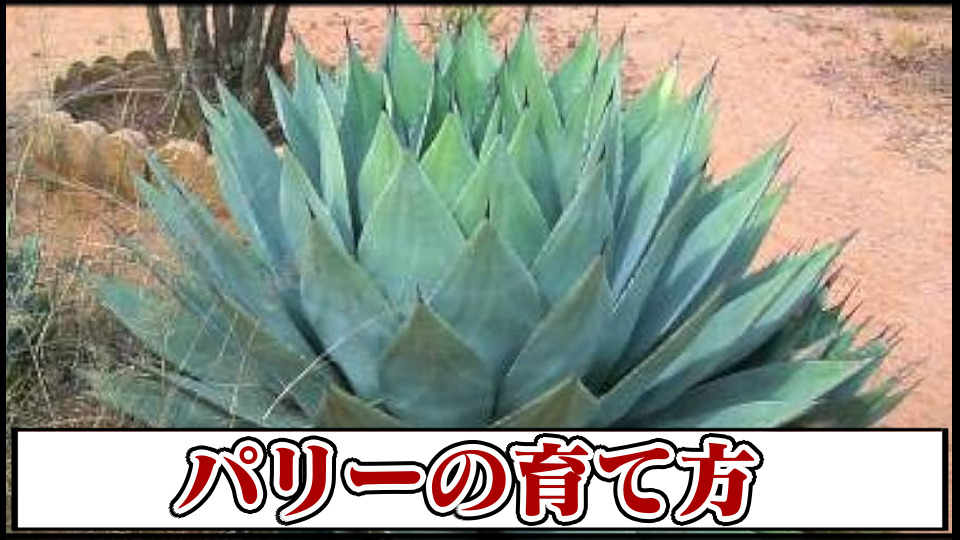 姫吉祥天(と呼ばれ始めた物) （アガベ チタノタ 姫厳竜/子株 HM-03 