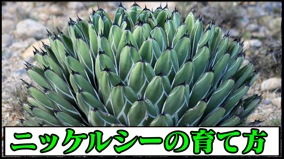 アガベ】ニッケルシー(笹吹雪)の種類一覧・育て方や増やし方｜水やり  