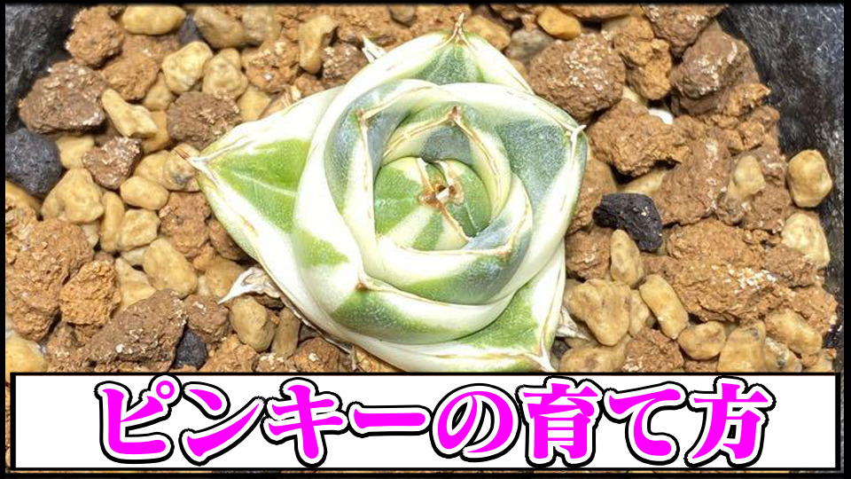 アガベチタノタ】ピンキー(王妃笹の雪A型白覆輪斑)の育て方や増やし方 