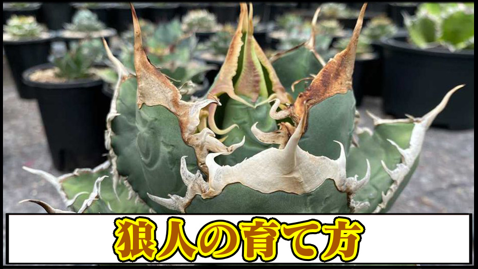 アガベチタノタ 狼人黄中斑 子株アガベチタノタ】狼人の育て方や増やし 