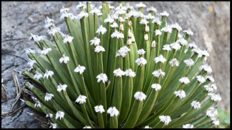 アガベ アルボピロサ アガベ アルボピローサ アルボピロッサ アガベ・アルボピローサ |  | 今すぐ購入 | 希少