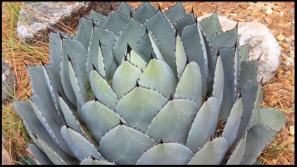 アガベ】パリー・トランカータの育て方や増やし方｜水やり・適正気温  