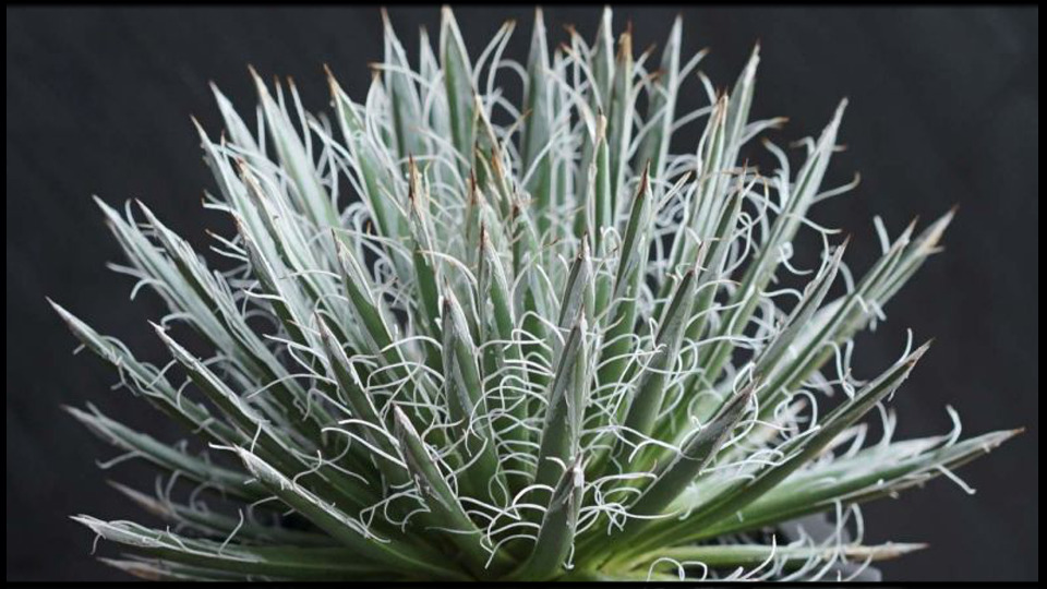 アガベ 姫乱れ雪 黄中斑 美形子株 （Agave parviflora 姫乱雪白中斑 