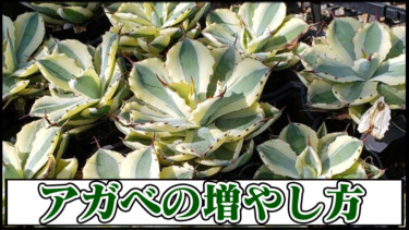 【Agave】アガベの育て方のポイント一覧｜徒長させない水やりや夏場の管理と冬場の越冬方法【リュウゼツラン・観葉植物・多肉植物】