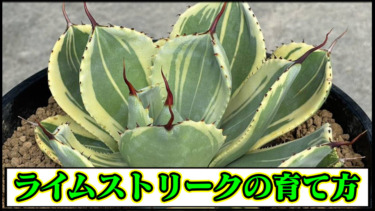 【アガベ】パリー・ライムストリークの育て方や増やし方｜水やり・適正気温・種まき【リュウゼツラン・観葉植物・多肉植物】