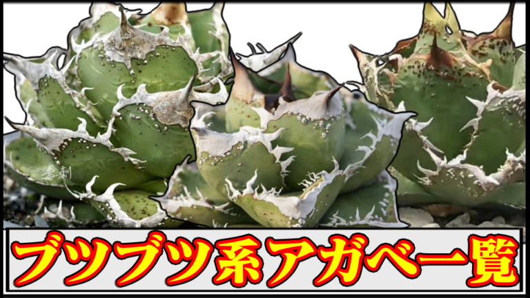 アガベチタノタ】ブツブツ系(裏棘・背棘・スタッズ)一覧｜葉の表裏に  