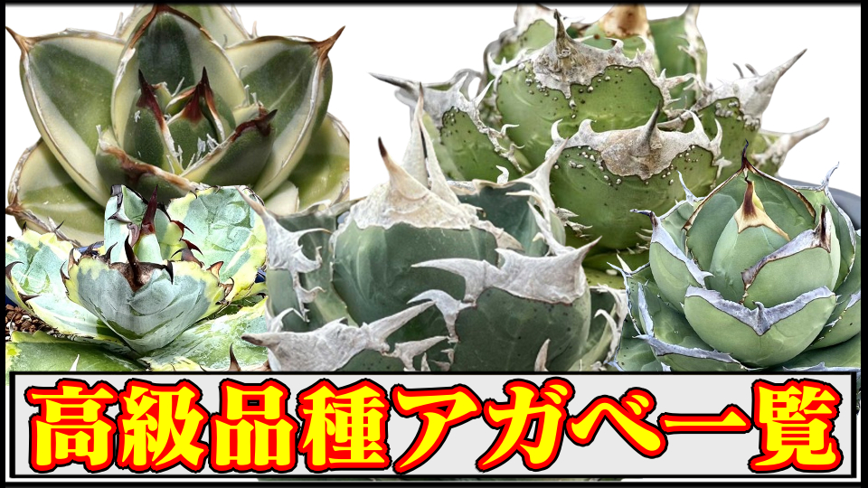 ドラゴンアガベ産 陽炎ハデス 親株 コレクション株 （613 SALE 