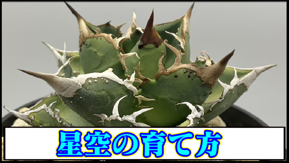 アガベチタノタ】痘痘龍(豆豆龍)の育て方や増やし方｜ブツブツ系  