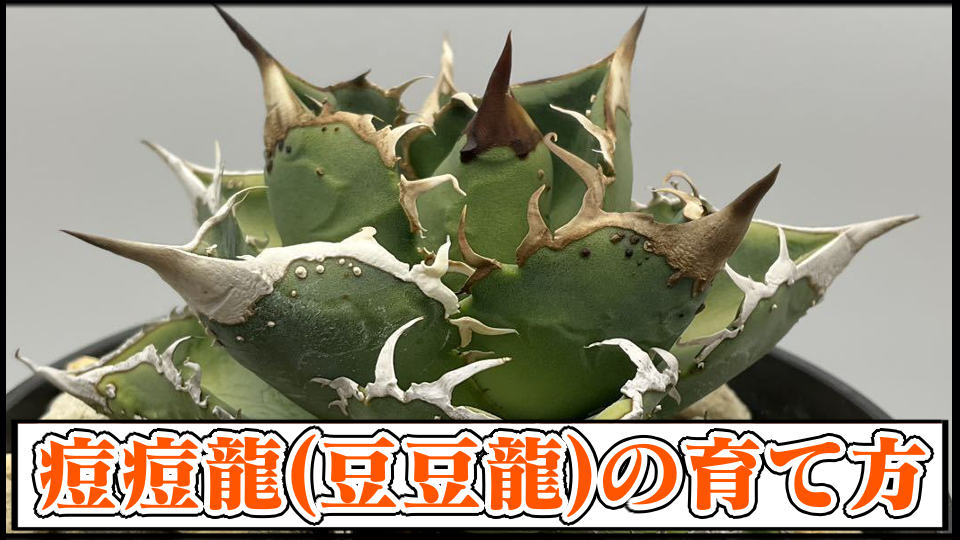 アガベチタノタ痘痘龍(豆豆龍)の育て方や増やし方｜ブツブツ系