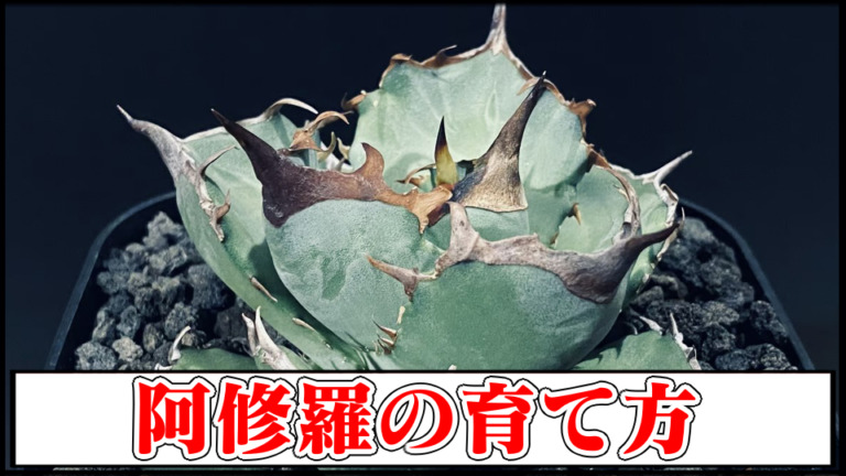【アガベチタノタ】阿修羅の育て 