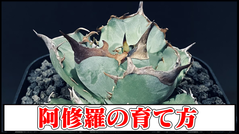 アガベ 親株の見本オンライン ショップ