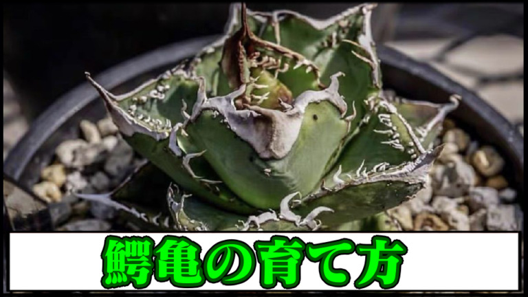【アガベチタノタ】鰐亀の育て方 