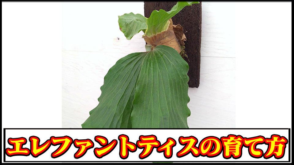 ビカクシダ エレファンティスト✖️アルシコルネ 親株 へこたれ