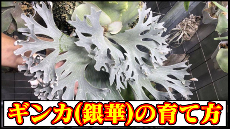 ビカクシダ Ginka ギンカ オリジナルクローン 親株 （ビカクシダ  