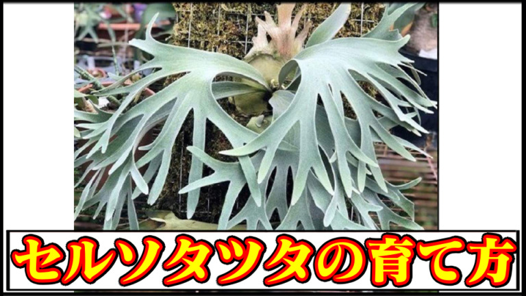 ビカクシダ セルソタツタ コウモリラン P. willinckii celso tatsuta中 