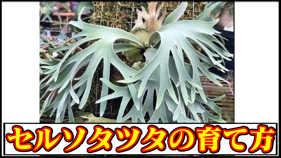 胞子] celso tatsuta セルソタツタ ビカクシダ （P. 