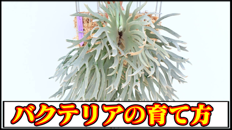 Bacteria 株分け バクテリア ビカクシダ いに NO.3