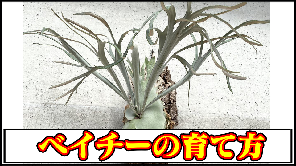 ビカクシダ veitchii white 子株 ベイチーホワイト（P.veitchii auburn 