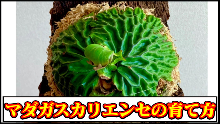 Platycerium madagascariense／プラティケリウム・マダガスカリエンセの育て方【胞子培養＆実生栽培記録】｜金成コーデックス [希少株]ダウボーイ ビカクシダ マダガスカリエンセ×バッセイ