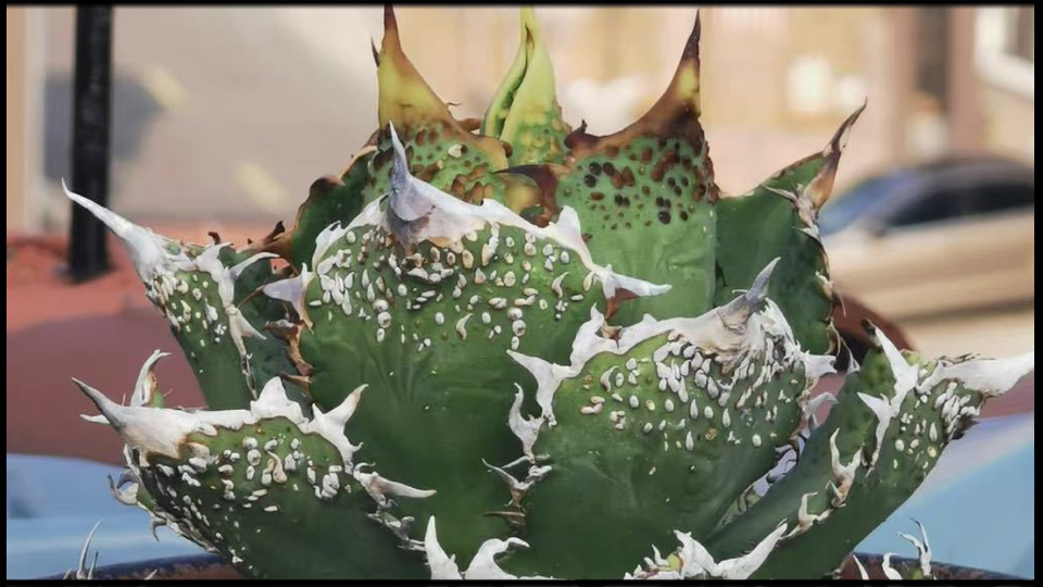 特選！アガベチタノタ金蟾王（極上株）S級最高級品種大量ブツブツ  