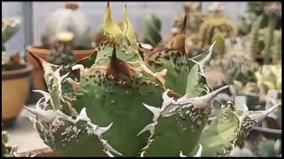 Agave titanota 麻花龍 子株 oc株 アガベ チタノタ 麻花龍 子株(大)OC 