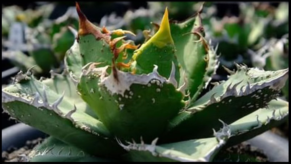 アガベ チタノタ 麻花龍 ブツブツ系‼️貴重な希少株‼️鉢植え発送‼️ 優勢