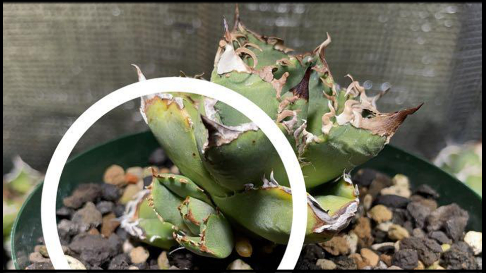 【アガベ】チタノタブルーの育て方や増やし方|水やり・適正気温・種まき【リュウゼツラン・観葉植物・多肉植物】