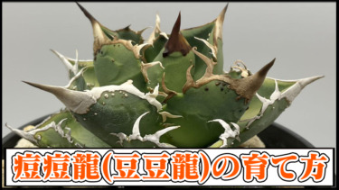 【アガベチタノタ】痘痘龍(豆豆龍)の育て方や増やし方｜ブツブツ系・スタッズタイプの水やり・適正気温・種まき【リュウゼツラン・観葉植物・多肉植物】