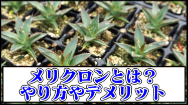 【アガベ】メリクロン株とは？組織培養のやり方やデメリット｜メリクローン苗の育て方【リュウゼツラン・観葉植物・多肉植物】