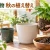 観葉植物は秋に植え替えても大丈夫？9月・10月の適期と失敗しない判断基準