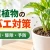 観葉植物の土からコバエが出る原因は？キノコバエの駆除・予防方法を徹底解説
